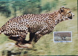 Südafrika Maximumkarte 1976 Gepard 3c - Unused Stamps