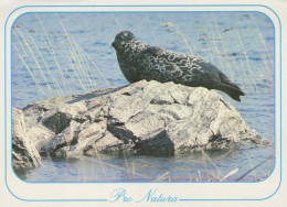 SCEAU Animaux Vintage Carte Postale CPSM #PBS663.A - Other & Unclassified