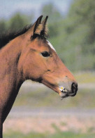 Horse - Cheval - Paard - Pferd - Cavallo - Cavalo - Caballo - Häst - Horse Breeding Association Ry - VERY RARE - Horses