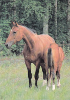 Horse - Cheval - Paard - Pferd - Cavallo - Cavalo - Caballo - Häst - Horse Breeding Association Ry - VERY RARE - Horses