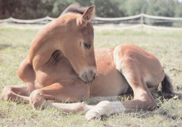 Horse - Cheval - Paard - Pferd - Cavallo - Cavalo - Caballo - Häst - Horse Breeding Association Ry - VERY RARE - Chevaux