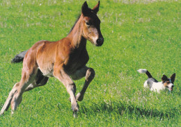 Horse - Cheval - Paard - Pferd - Cavallo - Cavalo - Caballo - Häst - Equestrian Sport - RARE - Chevaux