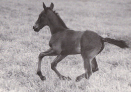 Horse - Cheval - Paard - Pferd - Cavallo - Cavalo - Caballo - Häst - Equestrian Sport - RARE - Pferde