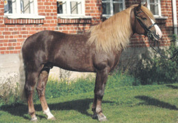 Horse - Cheval - Paard - Pferd - Cavallo - Cavalo - Caballo - Häst - Stallion Lorenze - Horse College - RARE - Horses