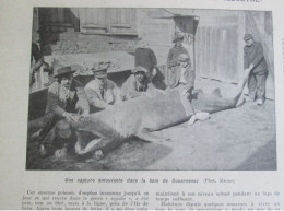 1907  Baie De DOUARNENEZ Une Capture   PECHE REQUIN BALEINE SQUALE - Non Classés