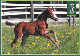 Horse - Cheval - Paard - Pferd - Cavallo - Cavalo - Caballo - Häst - Horse College - RARE - Chevaux