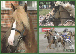 Horse - Cheval - Paard - Pferd - Cavallo - Cavalo - Caballo - Häst - Lorentso - Marimin - Oktaavia - Ravit - RARE - Pferde