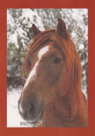 Horse - Cheval - Paard - Pferd - Cavallo - Cavalo - Caballo - Häst - Stallion Vääpeli - Suomenratsut Ry - RARE - Chevaux