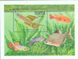 OUGANDA 1990 - Poissons II -  Aphysiosemion Striatum - BF - Fische