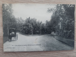 VIET-NAM INDOCHINE COCHINCHINE  SAIGON UNE ALLEE DU JARDIN BOTANIQUE DE SAIGON - Viêt-Nam