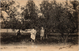 CPA AK Abattage Des Olives TUNISIA (1405350) - Tunesië