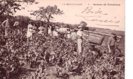 Agriculture - Viticulture -  Le Beaujolais - Scenes De Vendange - Culture