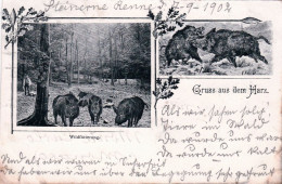 Deutschland - Gruss Aus Dem HARZ - Wildfutterung - Eber - 1902 - Autres & Non Classés