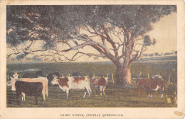 CPA AUSTRALIE / DAIRY CATTLE / CENTRAL QUEENSLAND - Other & Unclassified