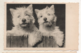 CPA  - 2 Chiens Westie - Westies - - Hunde