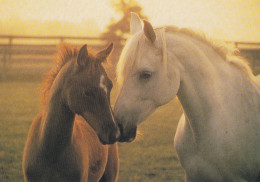 Horse - Cheval - Paard - Pferd - Cavallo - Cavalo - Caballo - Häst - Paperitaide - Finland - Pferde