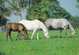 Horse - Cheval - Paard - Pferd - Cavallo - Cavalo - Caballo - Häst - Paperitaide - Finland - Cavalli