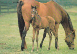 Horse - Cheval - Paard - Pferd - Cavallo - Cavalo - Caballo - Häst - Paperitaide - Finland - Cavalli