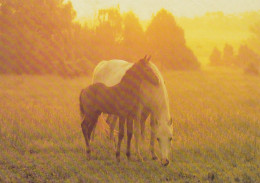 Horse - Cheval - Paard - Pferd - Cavallo - Cavalo - Caballo - Häst - Paperitaide - Finland - Pferde