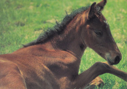 Horse - Cheval - Paard - Pferd - Cavallo - Cavalo - Caballo - Häst - Paperitaide - Finland - Pferde