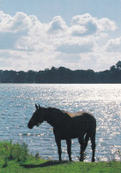 Horse - Cheval - Paard - Pferd - Cavallo - Cavalo - Caballo - Häst - Paperitaide - Finland - Pferde