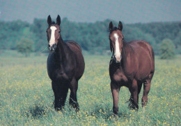 Horse - Cheval - Paard - Pferd - Cavallo - Cavalo - Caballo - Häst - Paperitaide - Finland - Pferde