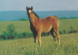 Horse - Cheval - Paard - Pferd - Cavallo - Cavalo - Caballo - Häst - Paperitaide - Finland - Cavalli