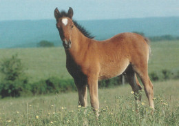 Horse - Cheval - Paard - Pferd - Cavallo - Cavalo - Caballo - Häst - Paletti - Finland - Chevaux