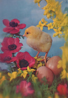 OSTERN HUHN EI Vintage Ansichtskarte Postkarte CPSM #PBP105.DE - Pâques