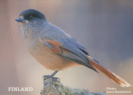 VOGEL Tier Vintage Ansichtskarte Postkarte CPSM #PAM739.DE - Birds