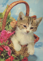 KATZE MIEZEKATZE Tier Vintage Ansichtskarte Postkarte CPSM #PAM109.DE - Cats