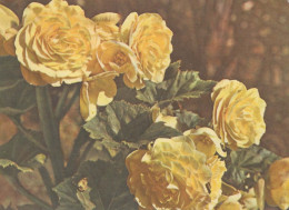 FLORES Vintage Tarjeta Postal CPSM #PAS572.ES - Flowers