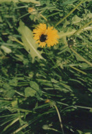 FLEURS Vintage Carte Postale CPSM #PBZ377.FR - Bloemen