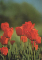 FLEURS Vintage Carte Postale CPSM #PBZ197.FR - Flowers