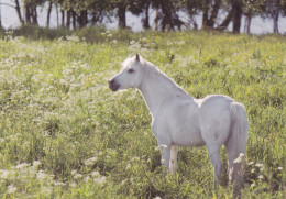 Horse - Cheval - Paard - Pferd - Cavallo - Cavalo - Caballo - Häst - Paletti - Finland - Cavalli