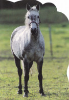 Horse - Cheval - Paard - Pferd - Cavallo - Cavalo - Caballo - Häst - Paletti - Finland - Chevaux