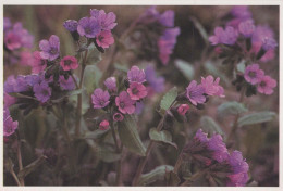 FLEURS Vintage Carte Postale CPSM #PAR549.FR - Blumen