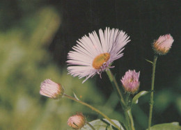 FLEURS Vintage Carte Postale CPSM #PAR669.FR - Fleurs