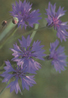 FLEURS Vintage Carte Postale CPSM #PAR188.FR - Bloemen