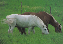 Horse - Cheval - Paard - Pferd - Cavallo - Cavalo - Caballo - Häst - Paletti - Finland - Chevaux