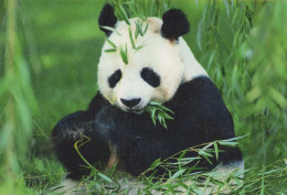 PANDA BEAR Animals Vintage Postcard CPSM #PBS089.GB - Bären