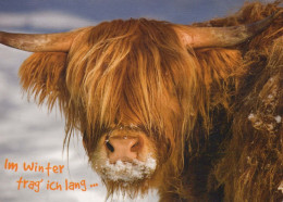 COW Animals Vintage Postcard CPSM #PBR800.GB - Mucche