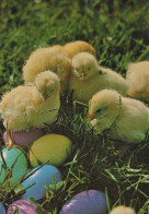 EASTER CHICKEN EGG Vintage Postcard CPSM #PBO849.GB - Pasen