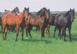 Horse - Cheval - Paard - Pferd - Cavallo - Cavalo - Caballo - Häst - Paletti - Finland - Paarden