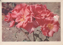 FLOWERS Vintage Postcard CPSM #PAR427.GB - Bloemen