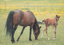 Horse - Cheval - Paard - Pferd - Cavallo - Cavalo - Caballo - Häst - Paletti - Finland - Paarden