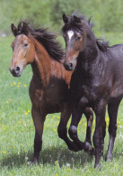 Horse - Cheval - Paard - Pferd - Cavallo - Cavalo - Caballo - Häst - Paletti - Finland - Horses