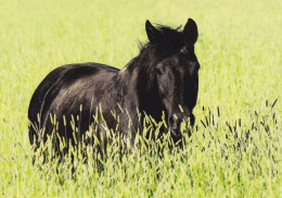 Horse - Cheval - Paard - Pferd - Cavallo - Cavalo - Caballo - Häst - Paletti - Finland - Horses