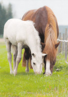 Horse - Cheval - Paard - Pferd - Cavallo - Cavalo - Caballo - Häst - Paletti - Finland - Chevaux