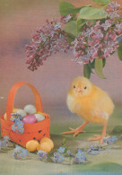 PASQUA POLLO UOVO Vintage Cartolina CPSM #PBP106.IT - Easter